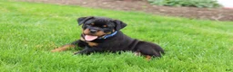 Rottweiler dogs for sale: Knox - Ad 4