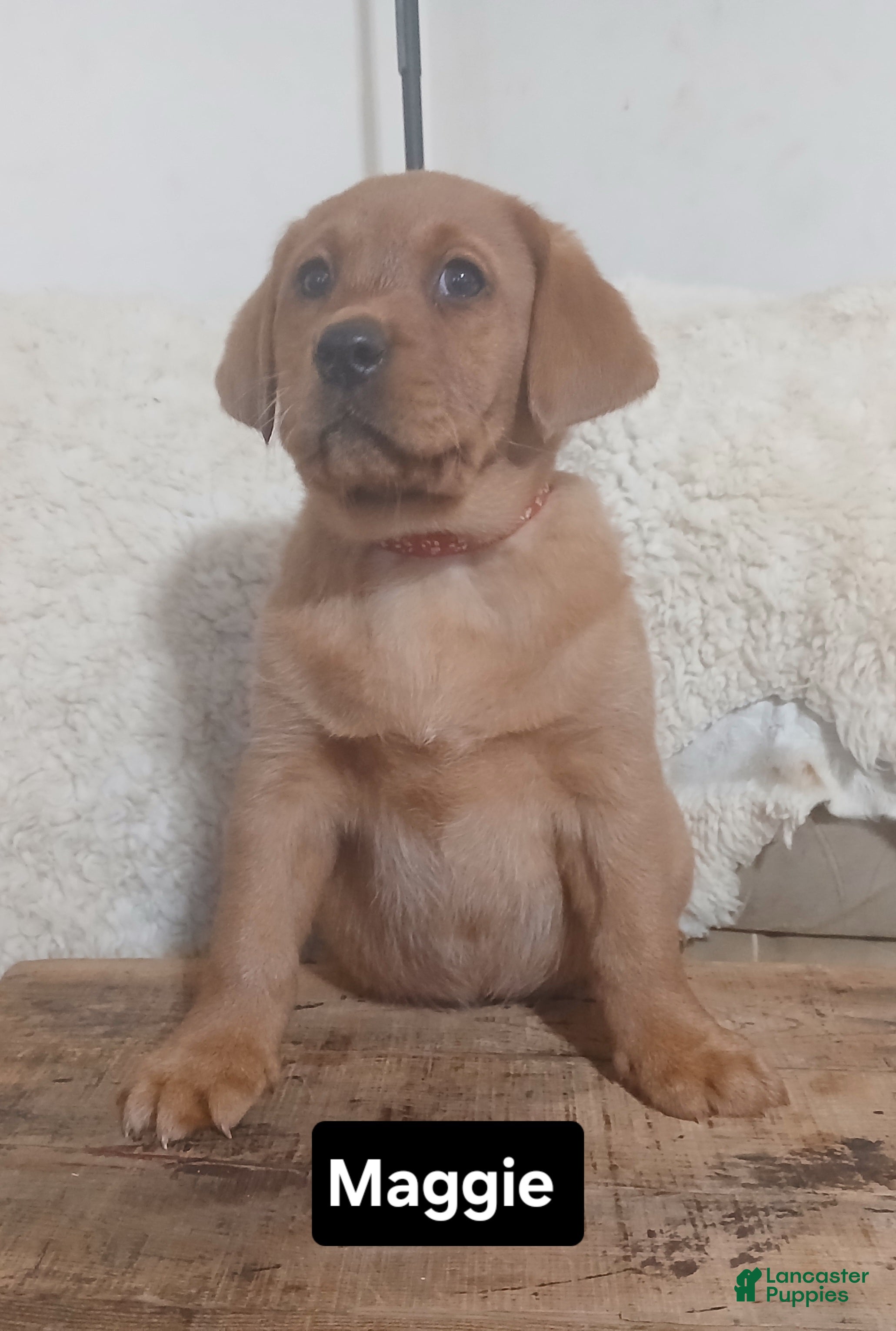Labrador Retriever dogs Maggie  - Ad 1