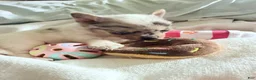 Chihuahua dogs for sale: AKC,Apple head spike,blue & white Merle  - Ad 3