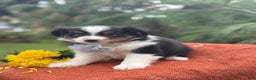 Miniature Australian Shepherd dogs for sale: Tango - Ad 15