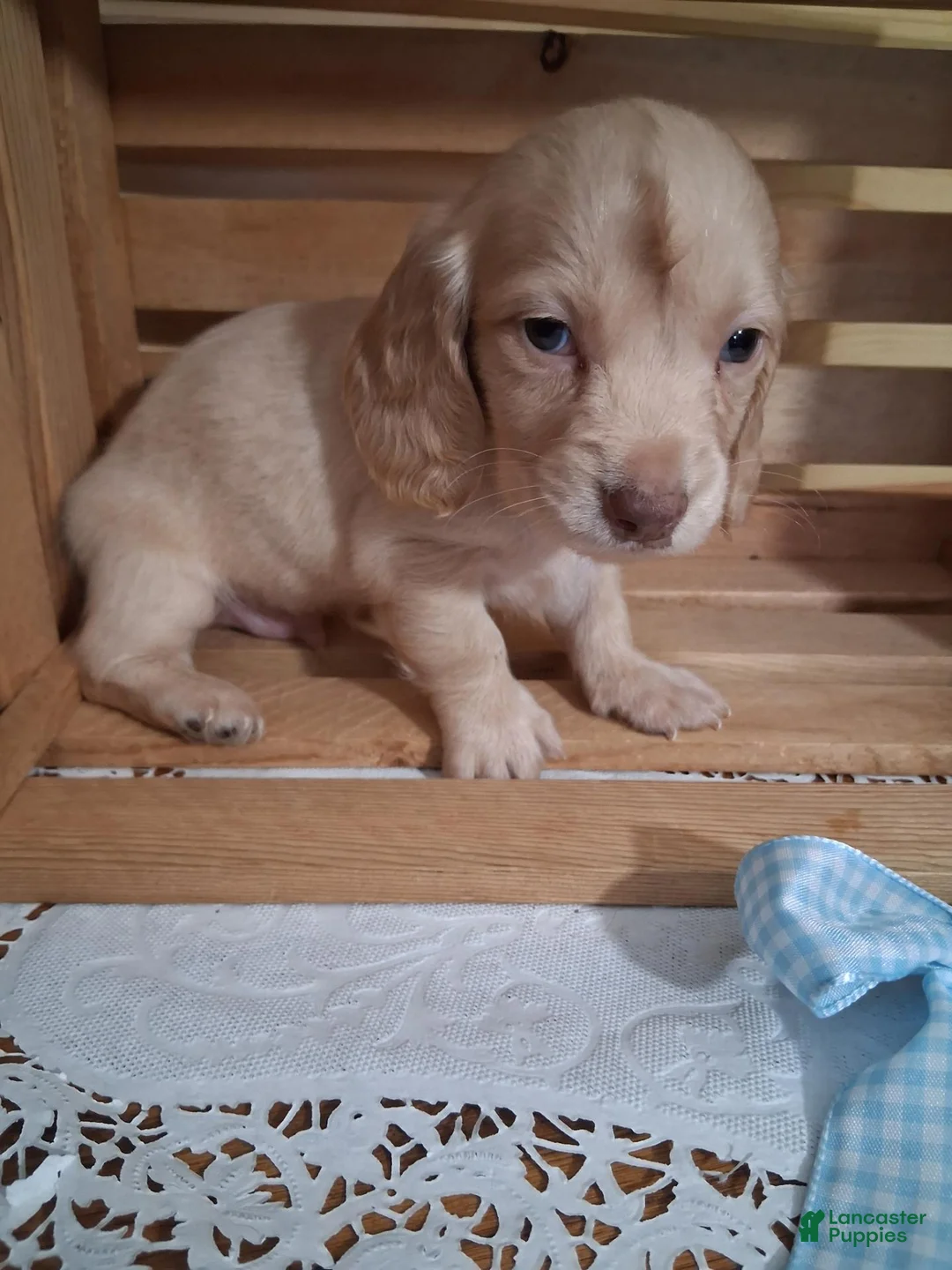Dachshund dogs for sale: Milo - Ad 2
