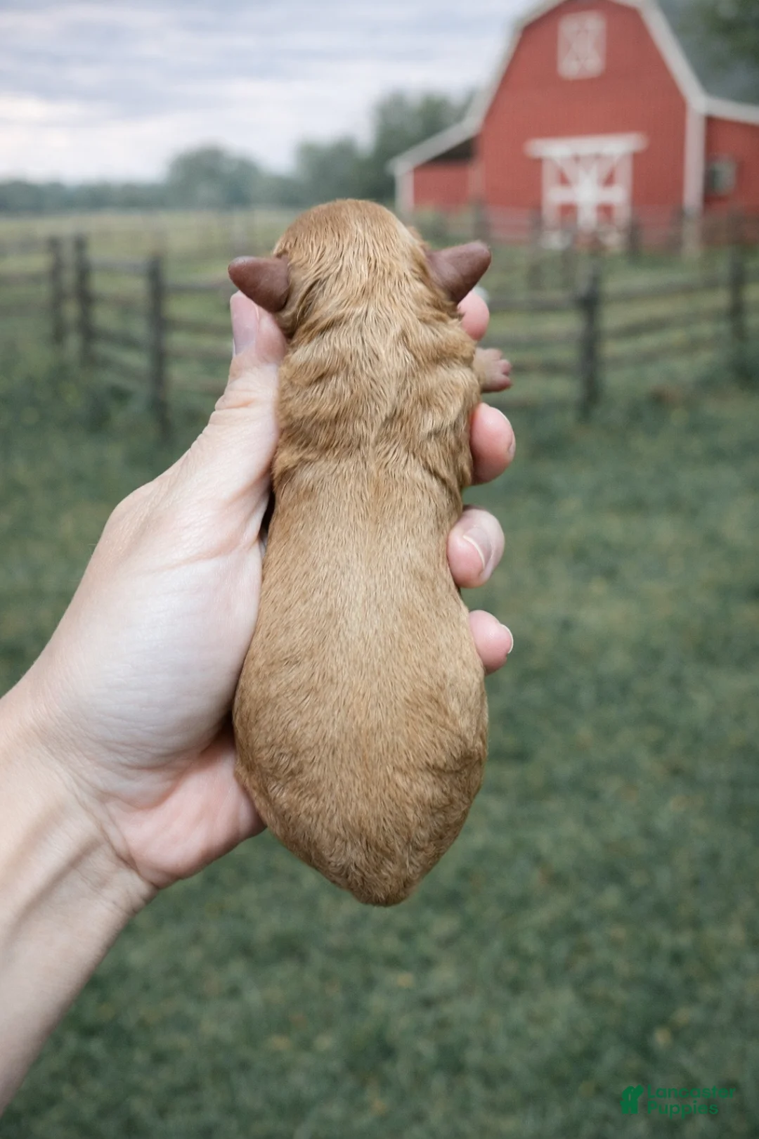 Cavapoo dogs for sale: Bean - Ad 2