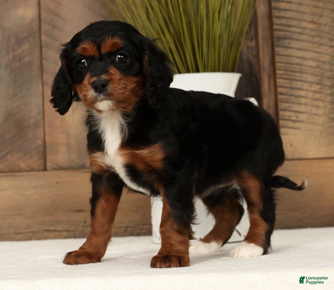 Cavapoo dogs for sale: Chloe - Ad 7