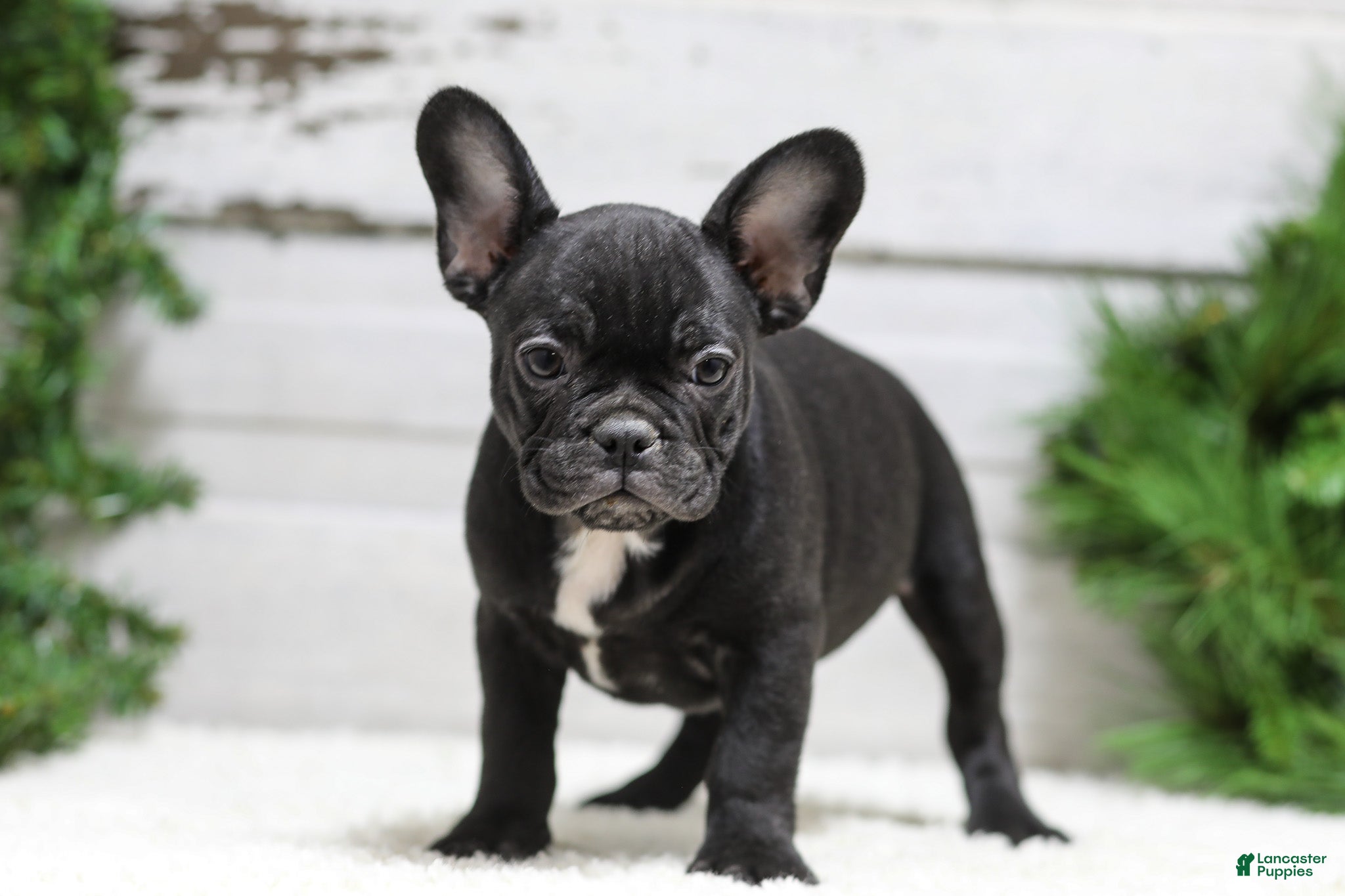 French Bulldog dogs Casper - Ad 8