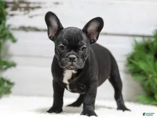 French Bulldog dogs Casper - Ad 12