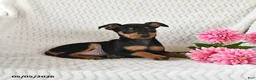 Miniature Pinscher dogs for sale: Toby - Ad 2