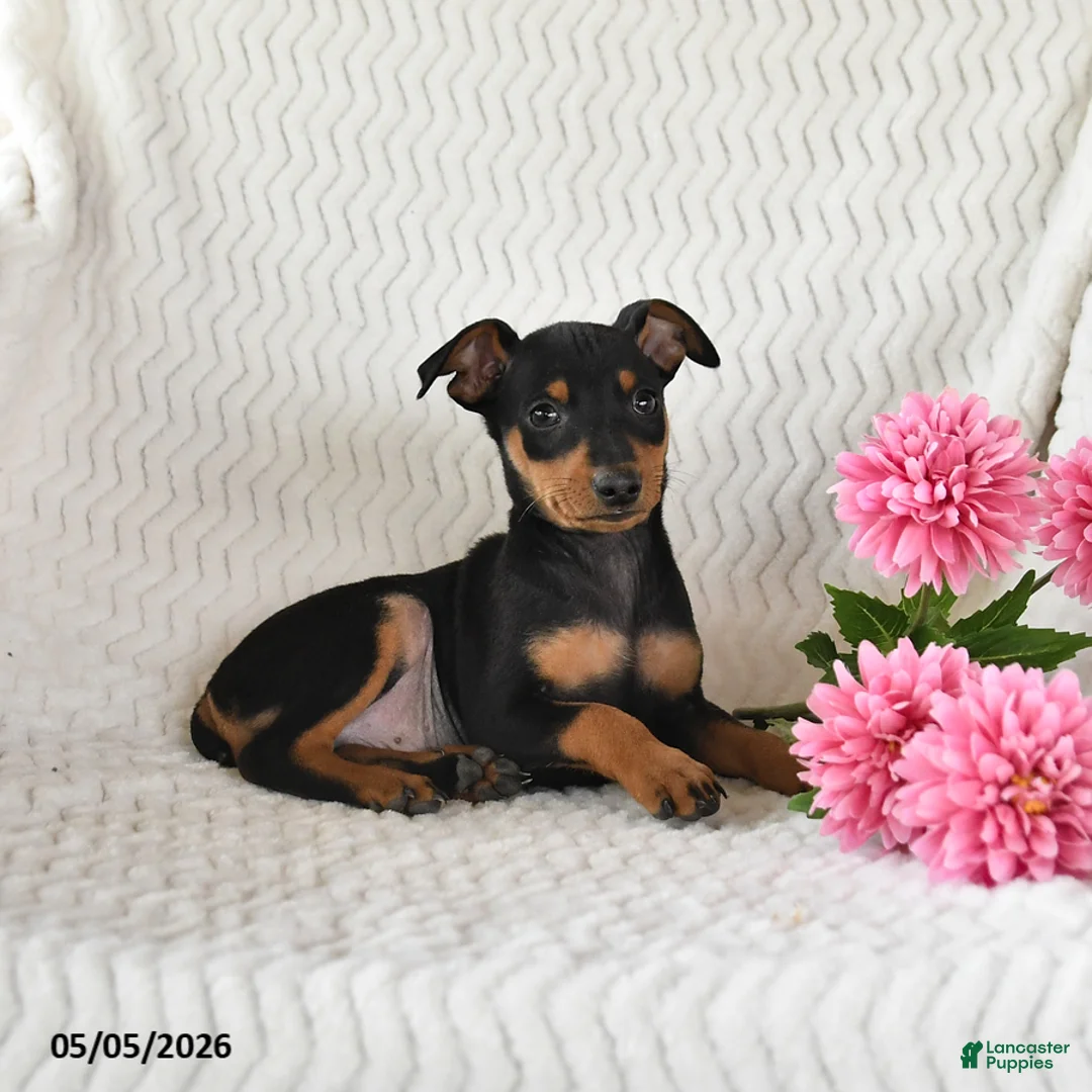 Miniature Pinscher dogs for sale: Toby - Ad 2