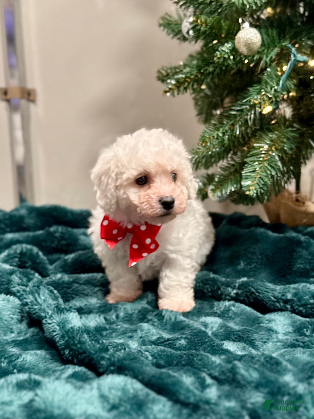 Bichon Frise dogs for sale: Carter ACA - Ad 1