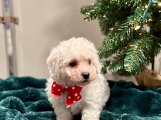 Bichon Frise dogs Carter ACA - Ad 10