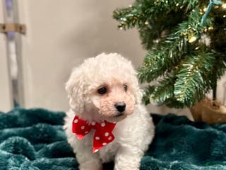 Bichon Frise dogs Carter (ACA Registered) - Ad 40