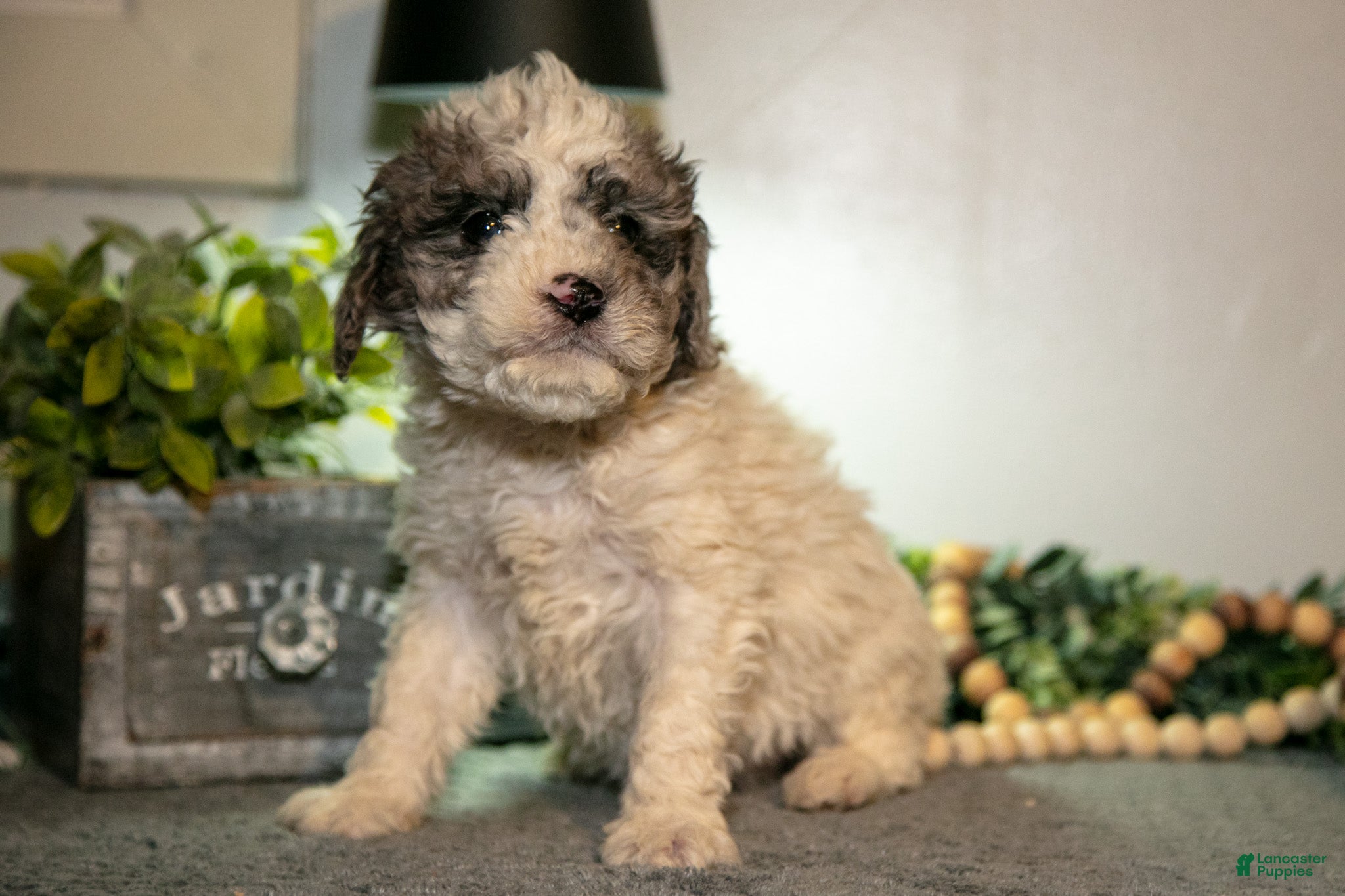 Cavapoo dogs Mitsy - Ad 2