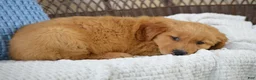 Golden Retriever dogs for sale: Ellie - Ad 2