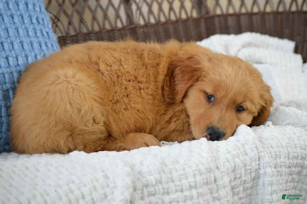 Golden Retriever dogs for sale: Ellie - Ad 2