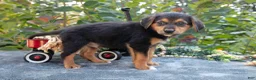 German Shepherd dogs for sale: Ryan - Ad 3