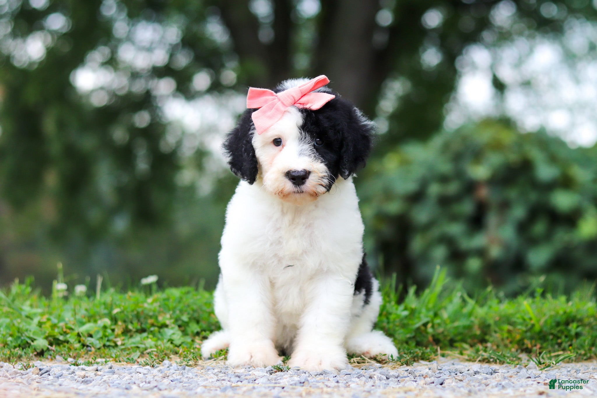 Sheepadoodle dogs Alayna - Ad 2