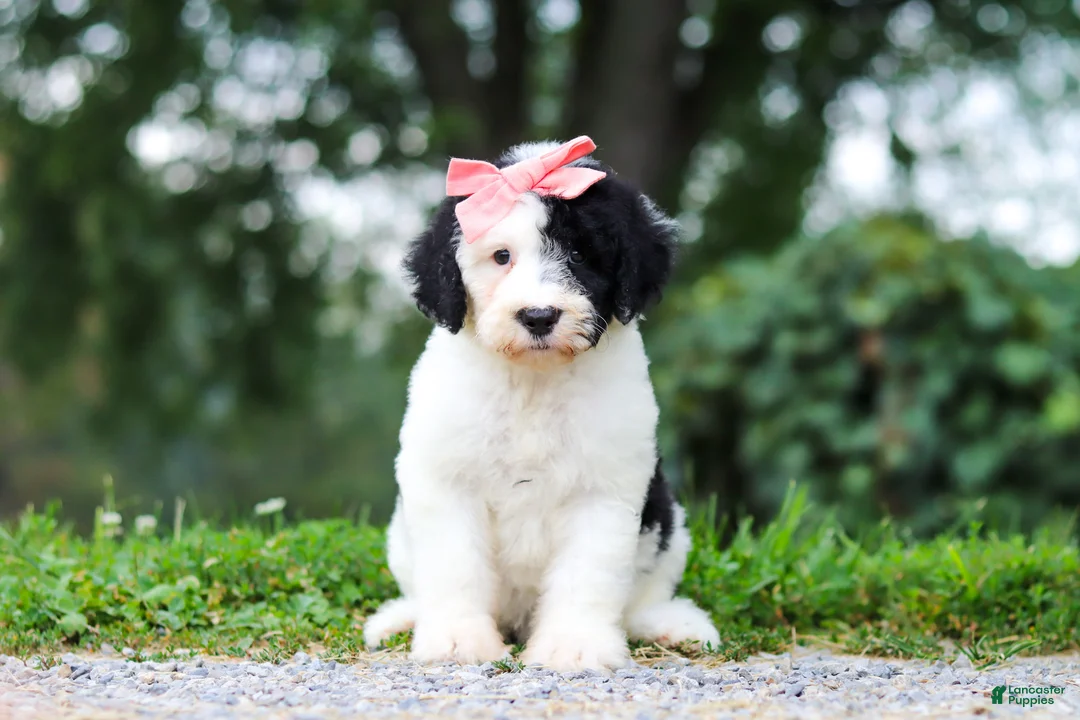 Sheepadoodle dogs for sale: Alayna - Ad 2