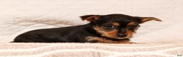 Yorkshire Terrier dogs for sale: Ginger - Ad 3