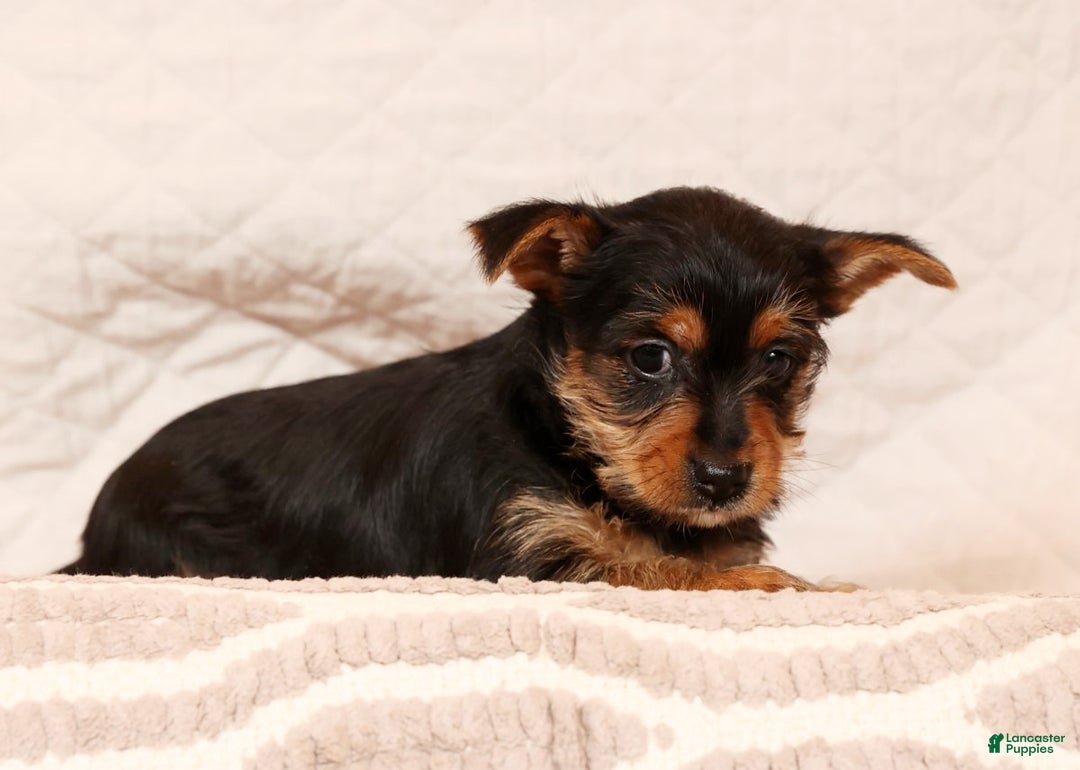 Yorkshire Terrier dogs for sale: Ginger - Ad 3