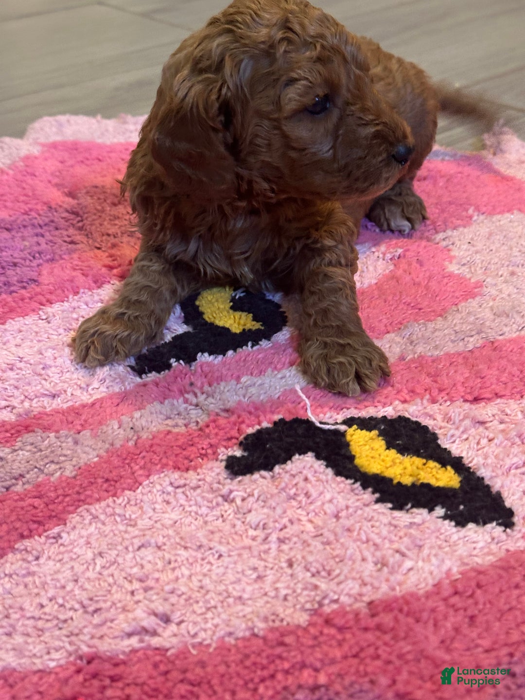 Mini Goldendoodle dogs for sale: Mini Goldendoodle Puppy 5 - Ad 5