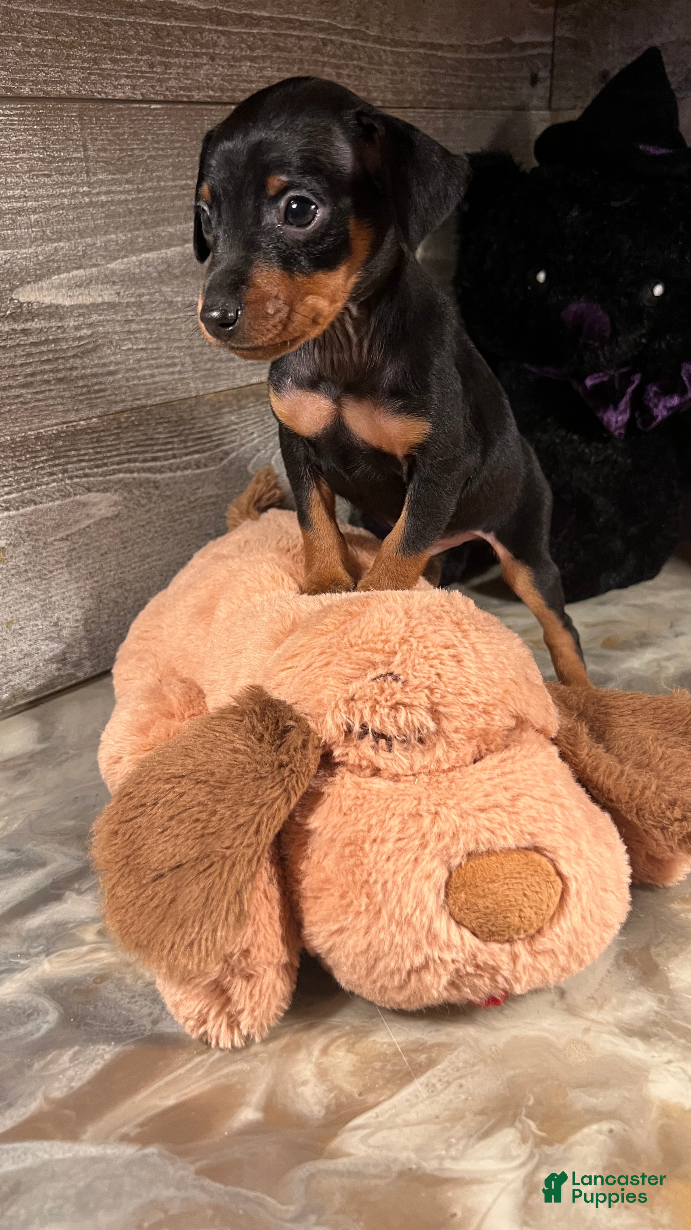 Miniature Pinscher dogs Winston - Ad 22