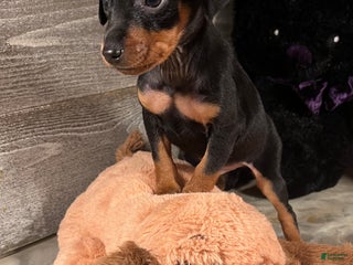 Miniature Pinscher dogs Winston - Ad 22