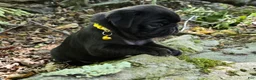 Pug dogs for sale: Brittney - Ad 7