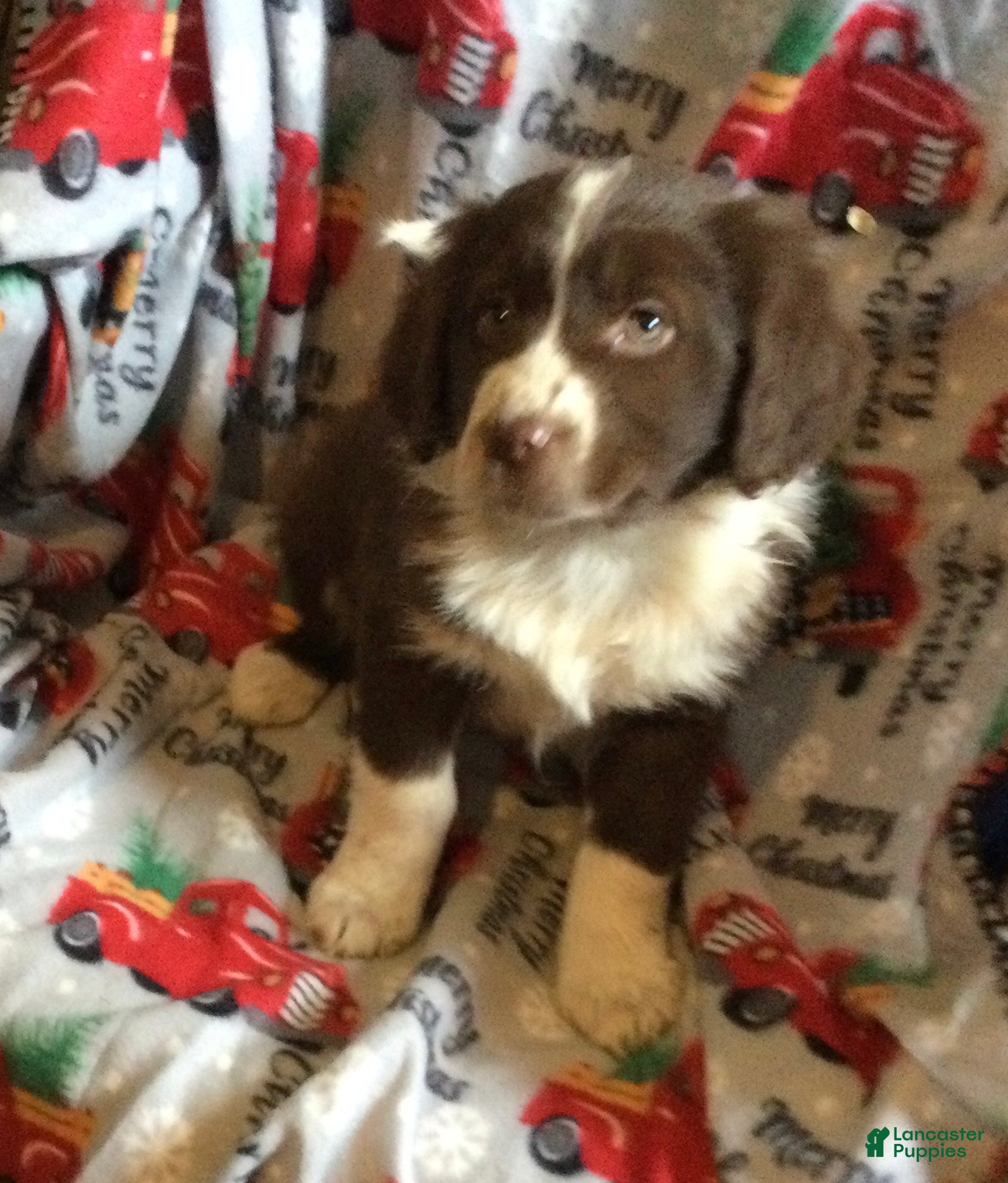 Mixed Breed dogs Misty - Ad 26