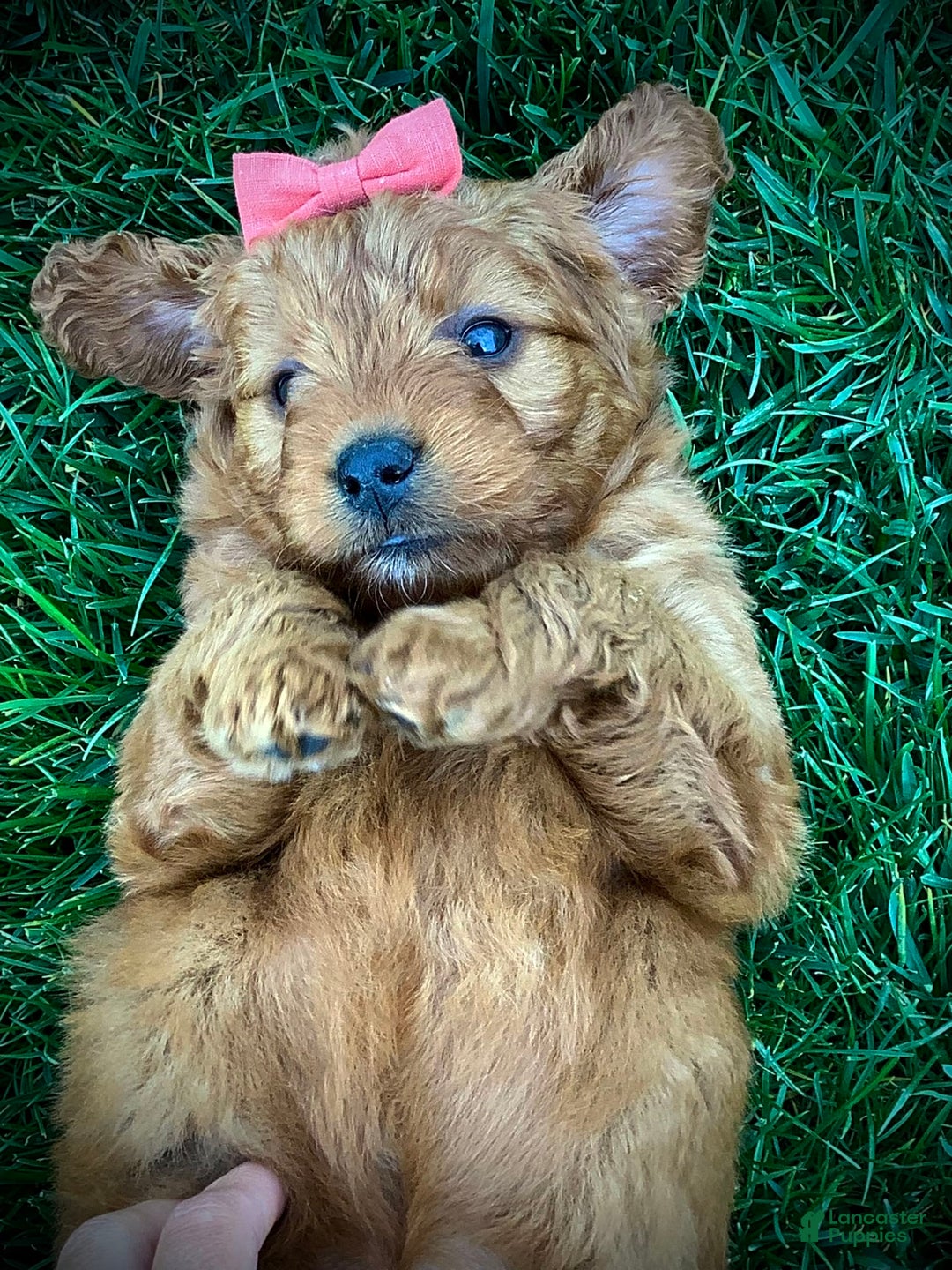 Gallery Image {{count}}