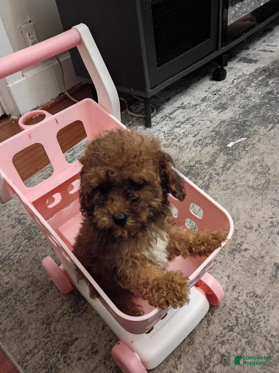 Miniature Poodle dogs for sale: Miniature Poodle 1 - Ad 10