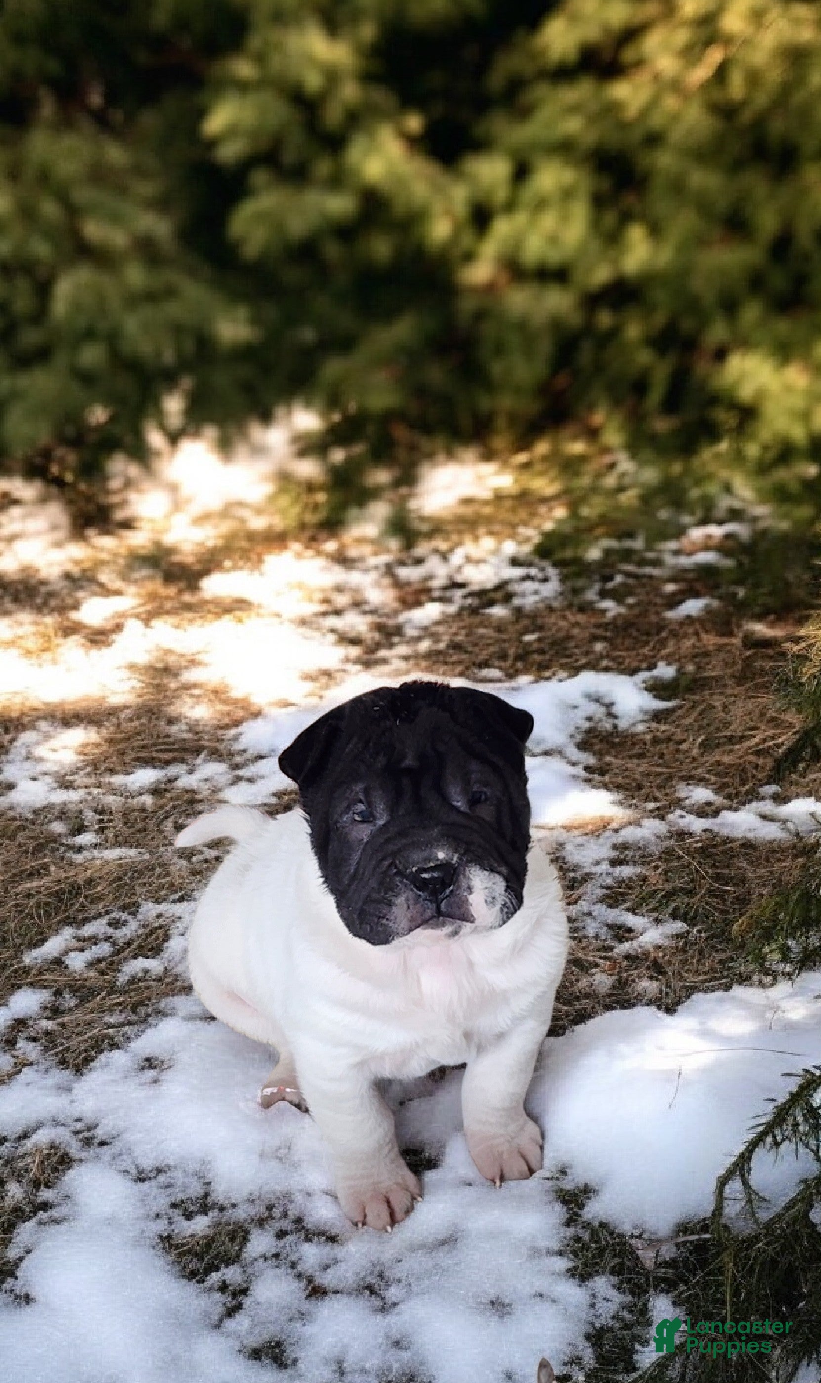 Shar Pei dogs Overo mini  - Ad 5