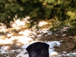 Shar Pei dogs Overo mini - Ad 5