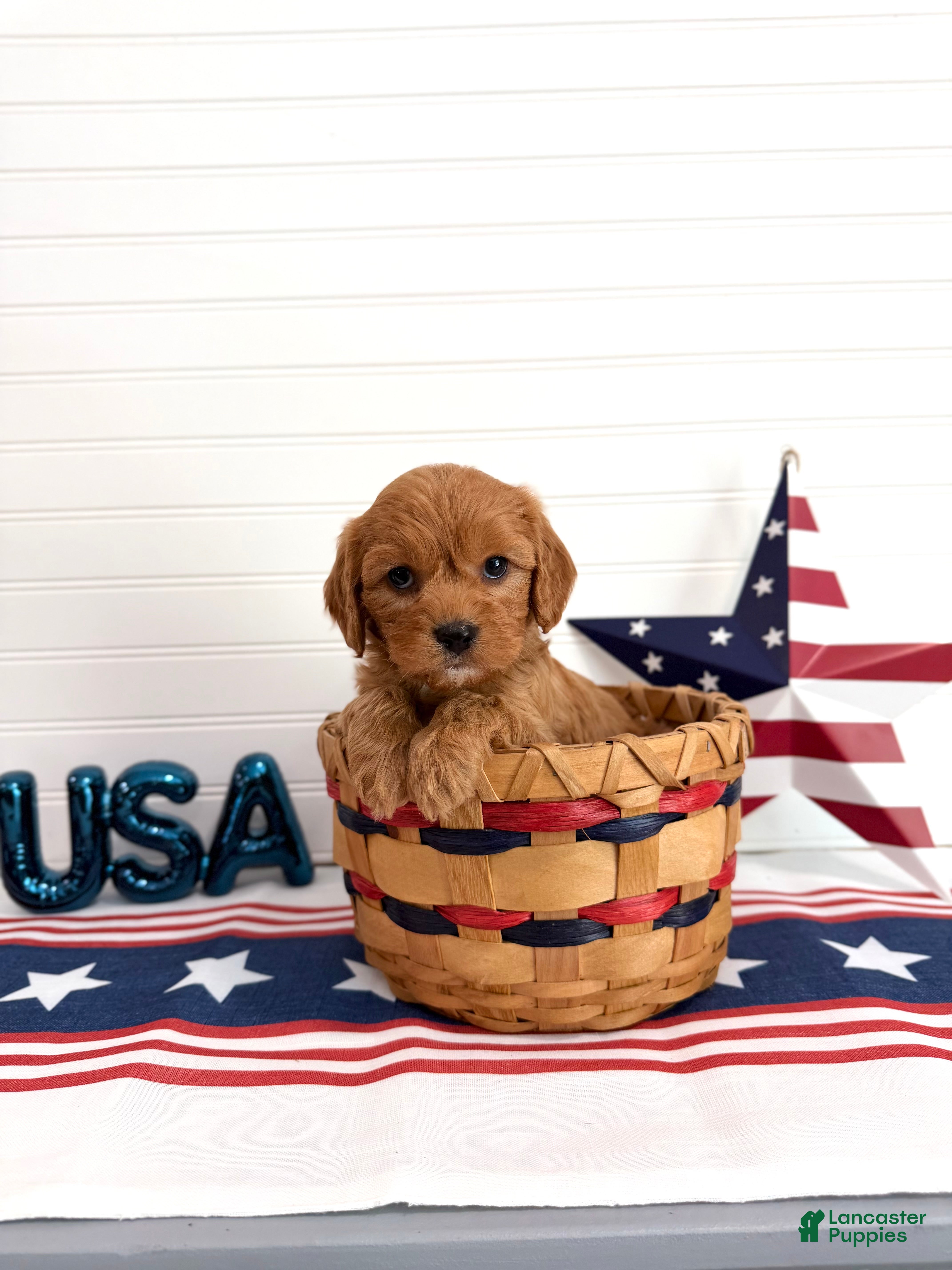 Cavapoo dogs Firecracker - Ad 1