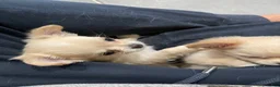 Chihuahua dogs for sale: Sing Sing - Ad 4