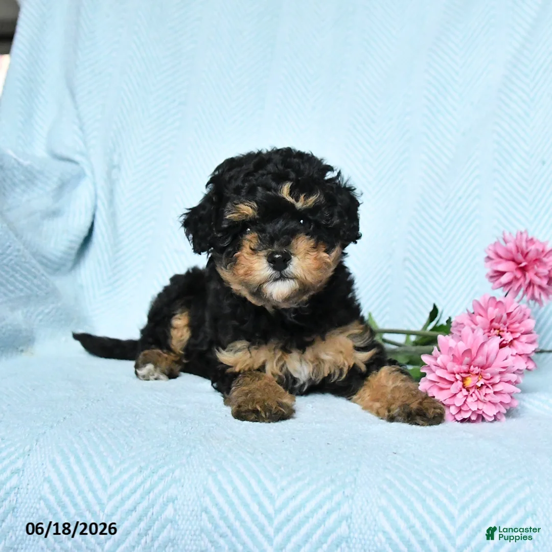 Miniature Poodle dogs for sale: Posie - Ad 2