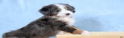 Mini Bernedoodle dogs for sale: Whitney - Ad 2