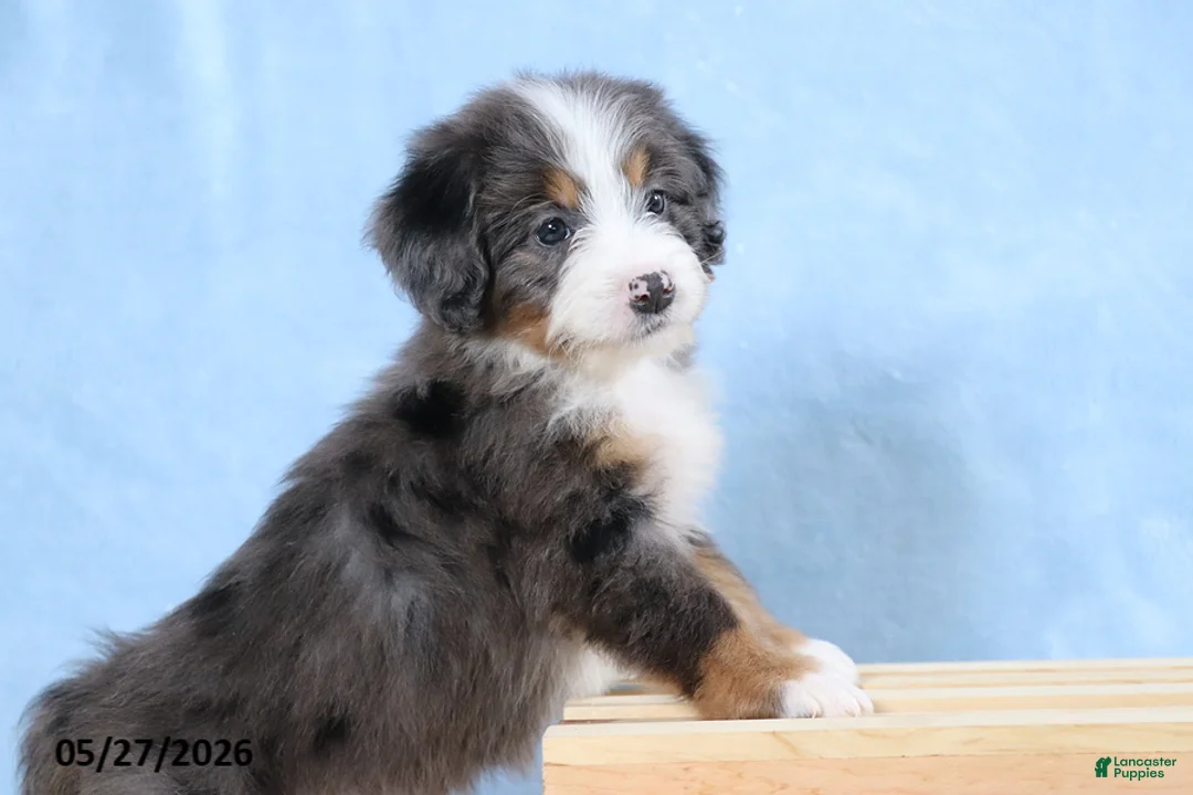Mini Bernedoodle dogs for sale: Whitney - Ad 2