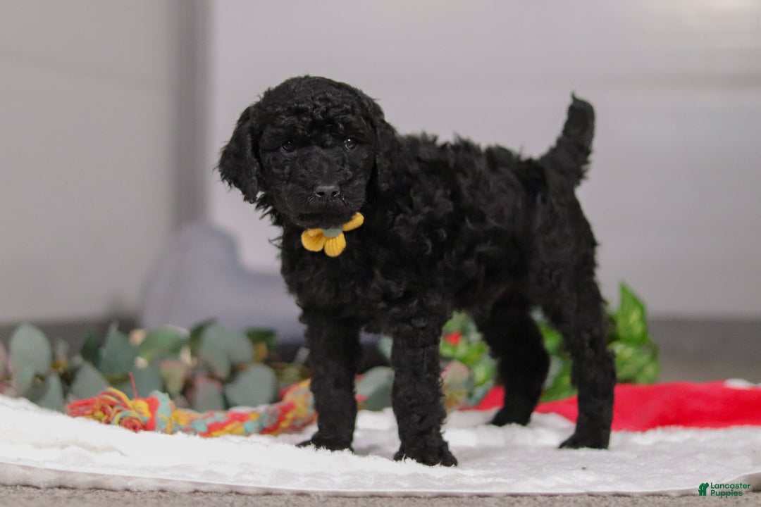 Standard Poodle dogs for sale: Braden - Ad 8
