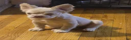 French Bulldog dogs for sale: French Bulldog 1 - Ad 2
