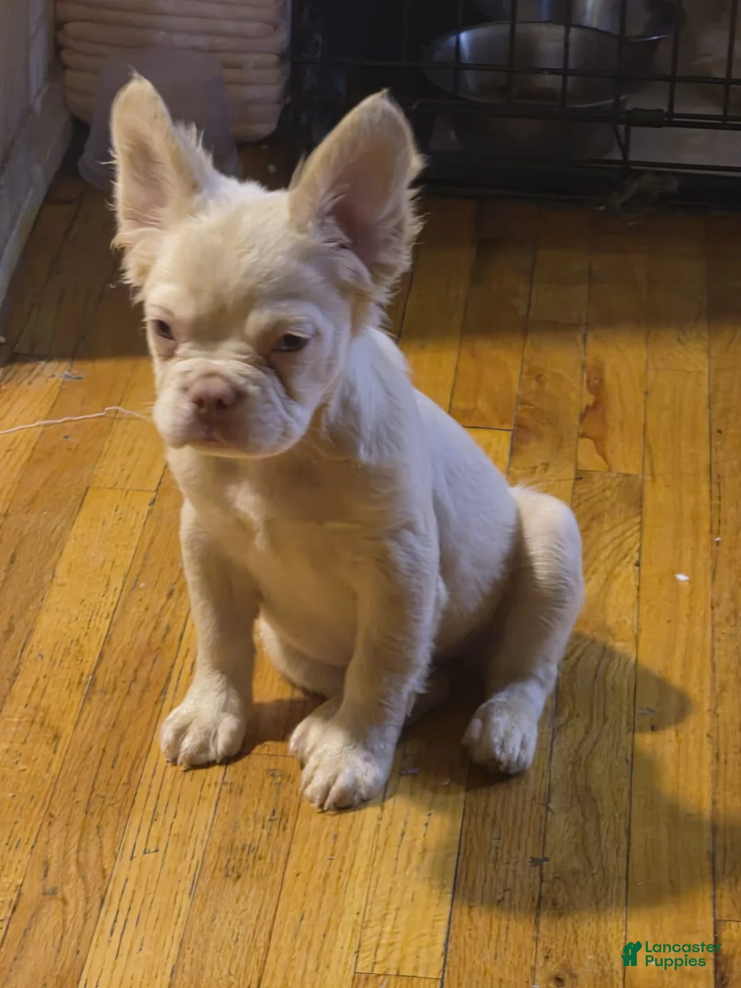 French Bulldog dogs for sale: French Bulldog 1 - Ad 2