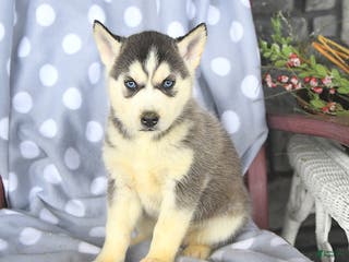 Siberian Husky dogs Bailey - Ad 6
