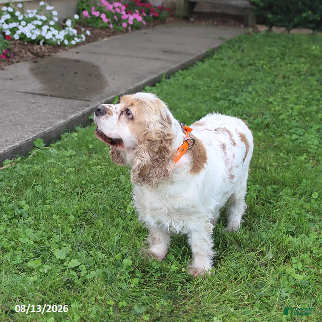 English Cocker Spaniel dogs for sale: Princess - Ad 3