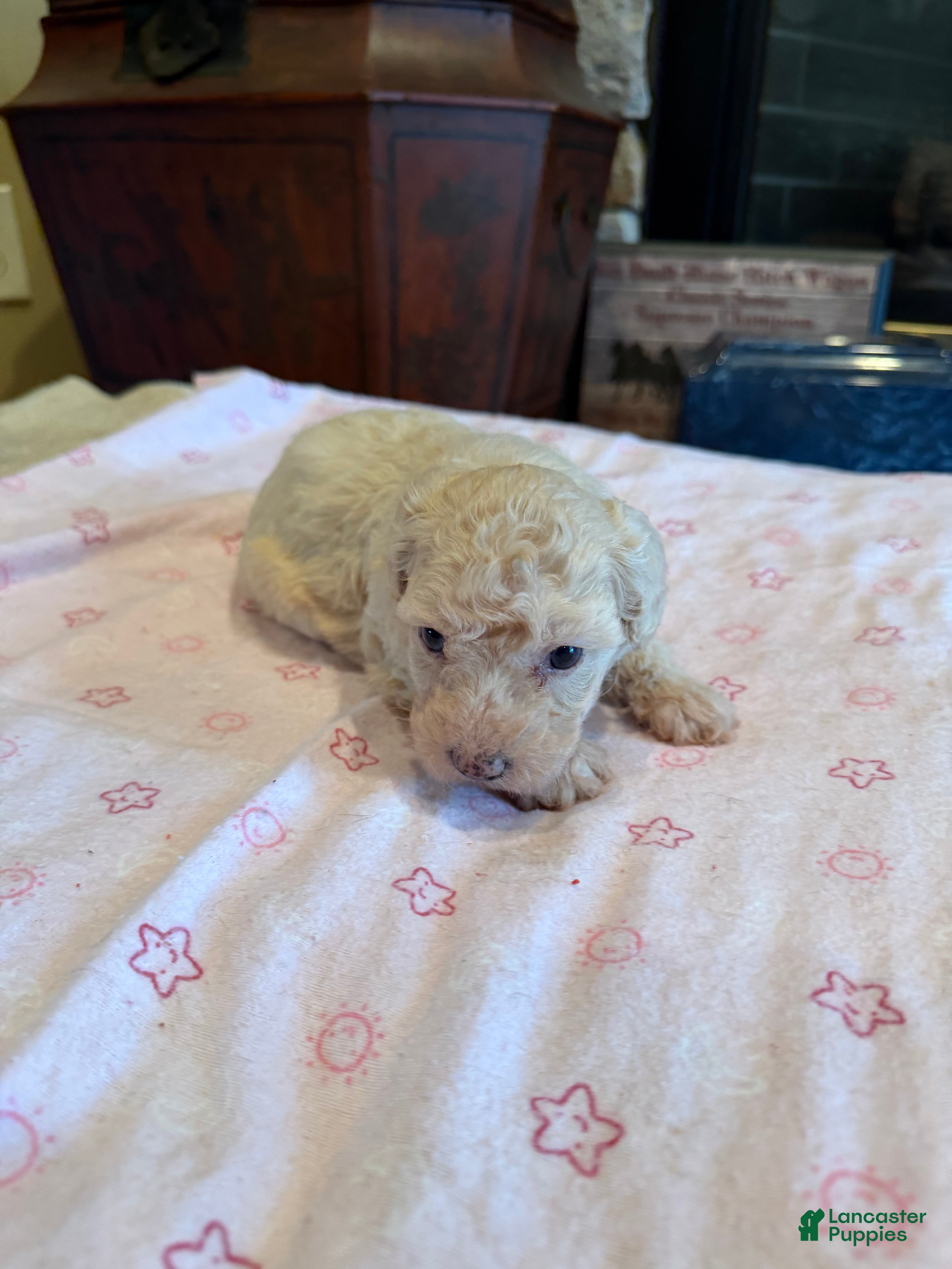 Miniature Poodle dogs Leeza - Ad 1