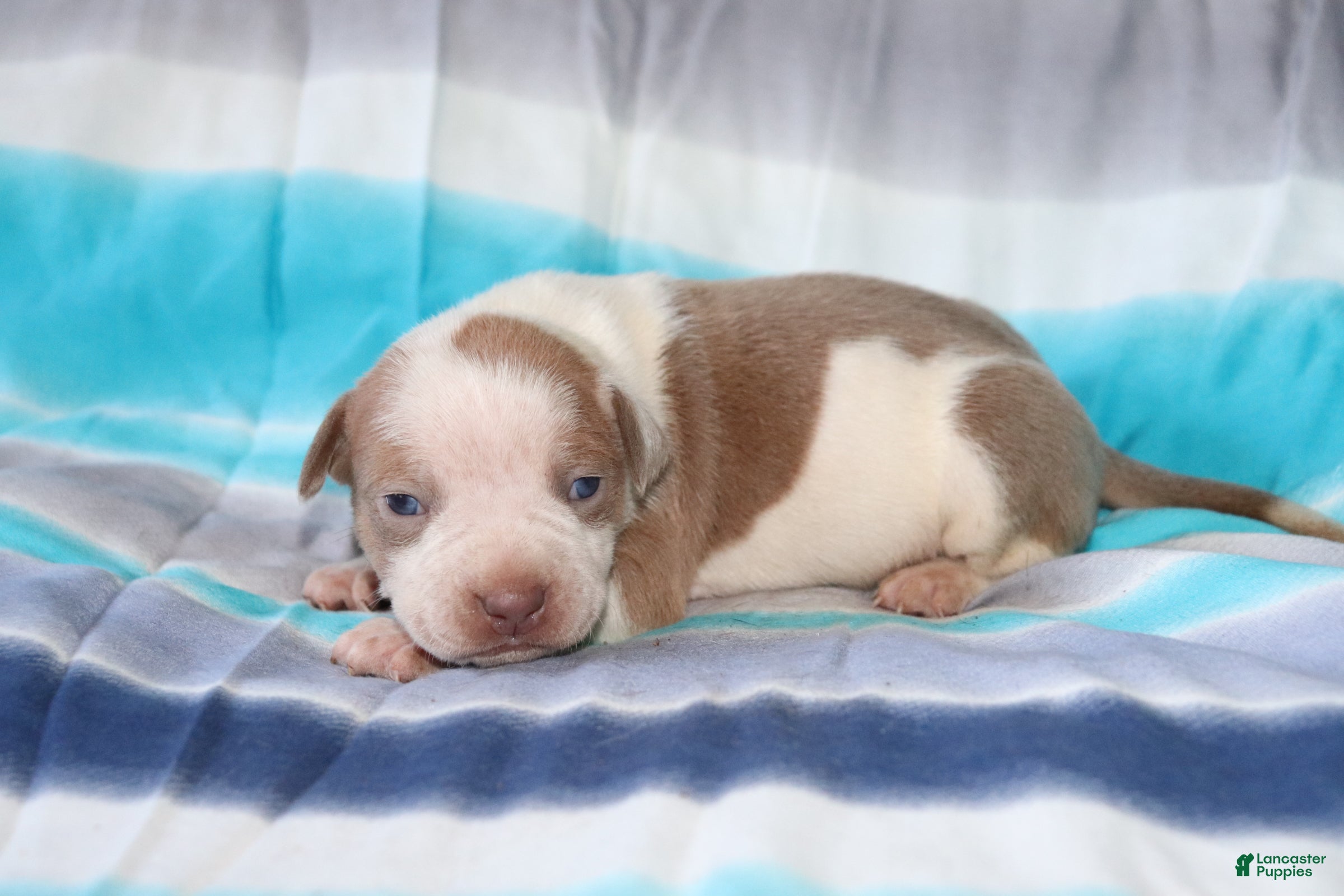 American Bully dogs Luke Skywalker - Ad 13