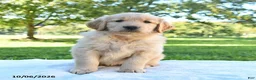 Golden Retriever dogs for sale: Apollo - Ad 3