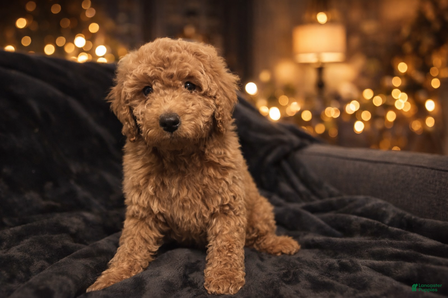 Mini Goldendoodle dogs Mr Oatmeal - Ad 15