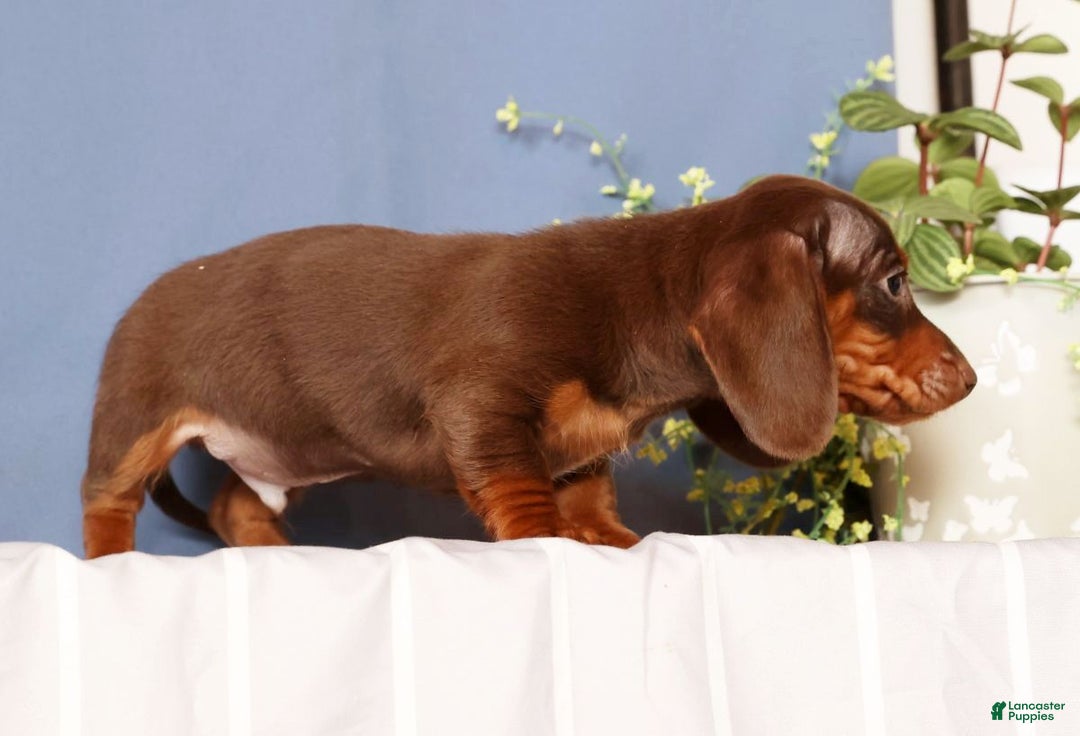 Miniature Dachshund dogs for sale: Cooper - Ad 9