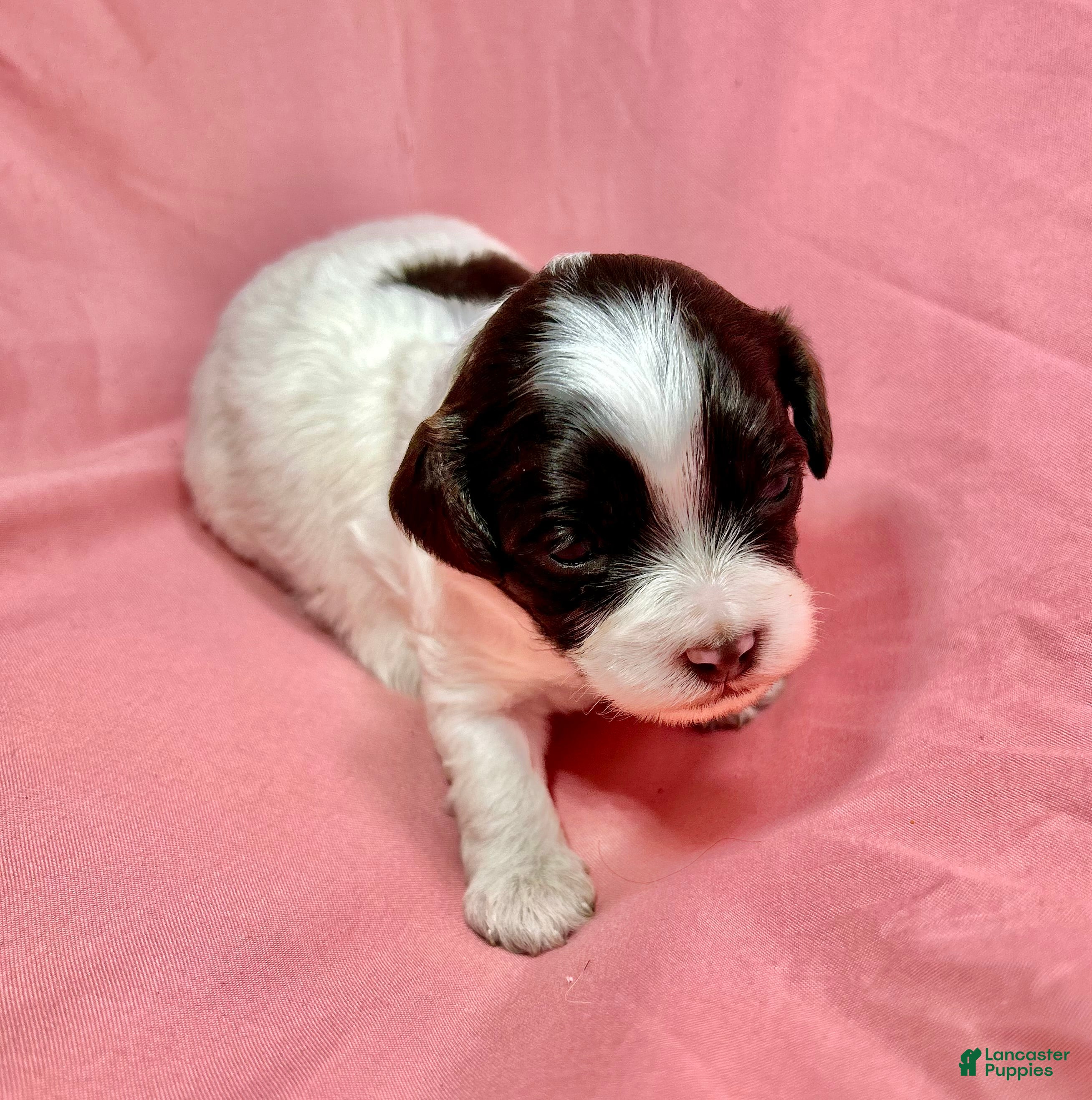 Cavapoo dogs Love - Ad 1