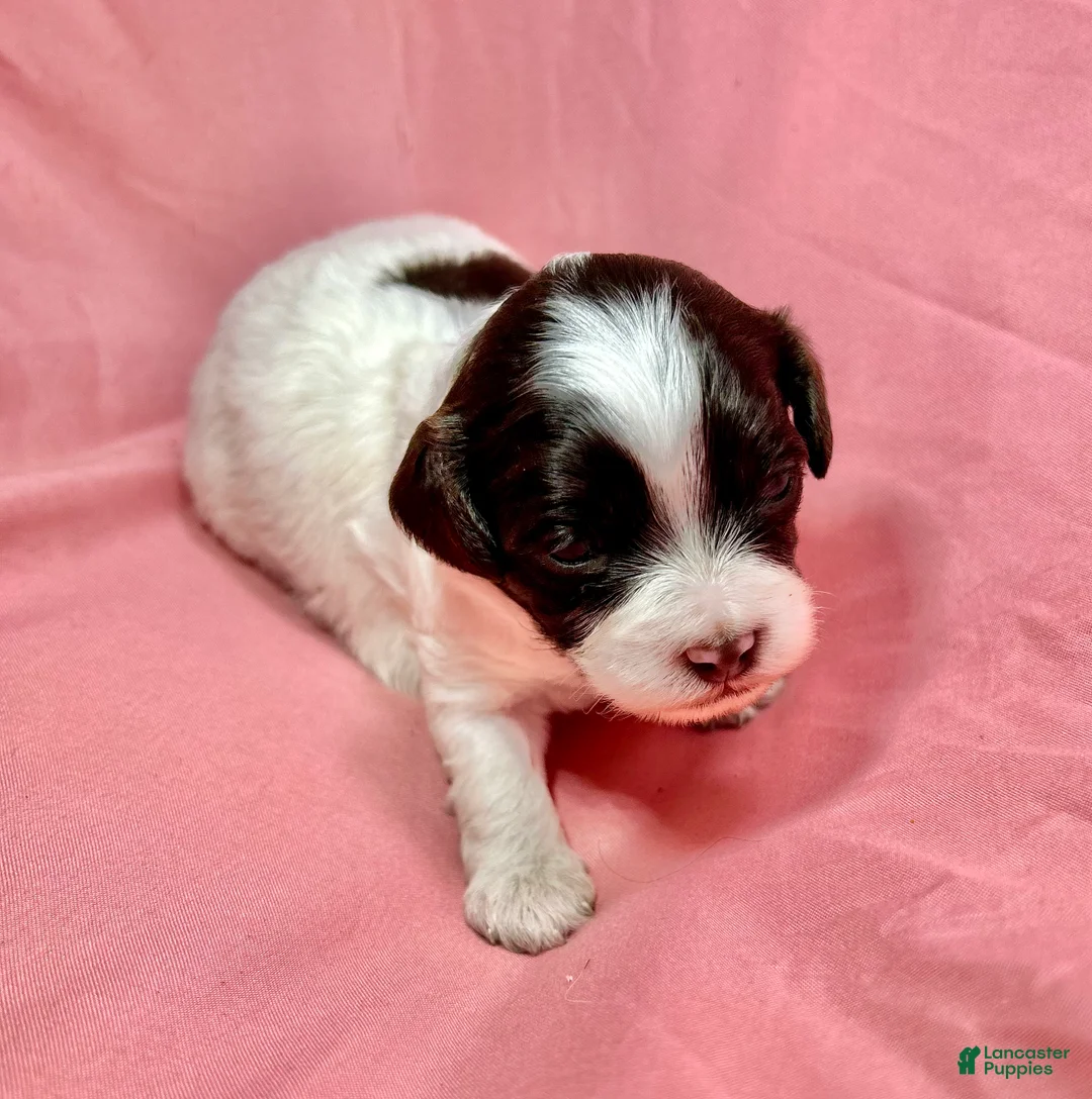 Cavapoo dogs for sale: Love - Ad 1