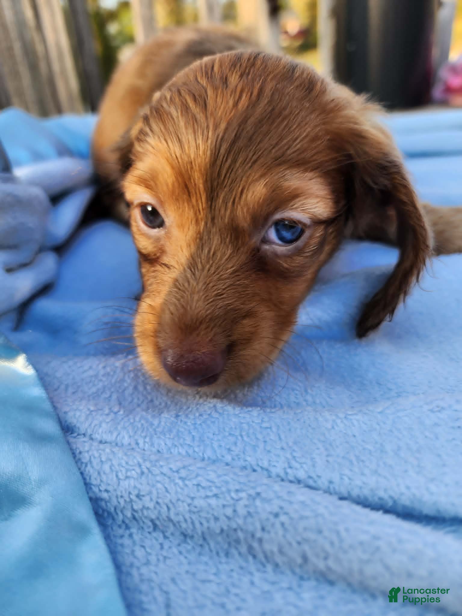 Miniature Dachshund dogs Miniature Dachshund Puppy 2 - Ad 22