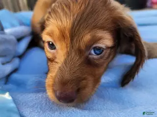 Miniature Dachshund dogs Miniature Dachshund Puppy 2 - Ad 22